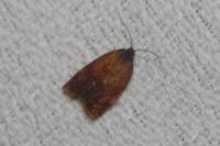 Cacoecimorpha pronubana