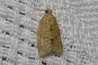 Clepsis consimilana