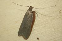 Acompsia cinerella