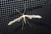 Emmelina monodactyla