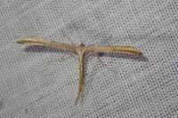 Emmelina monodactyla