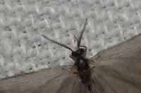 Sterrhopterix