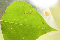Stigmella trimaculella