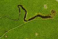 Stigmella trimaculella