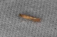 Phyllonorycter messaniella