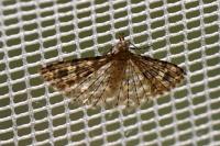 Alucita hexadactyla