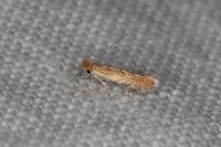 Phyllonorycter messaniella
