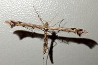 Amblyptilia acanthadactyla