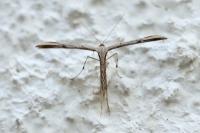 Emmelina monodactyla