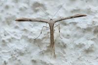 Emmelina monodactyla