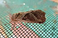 Triodia sylvina