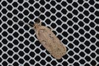 Agonopterix yeatiana