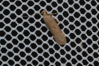 Bryotropha terrella