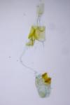 Bryotropha terrella