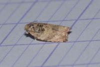 Gypsonoma imparana
