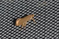 Crassa unitella