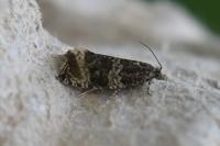 Celypha lacunana