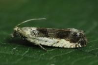 Epinotia ramella