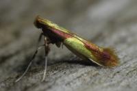 Caloptilia alchimiella