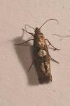 Acrolepiopsis assectella