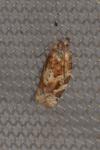 Argyrotaenia ljungiana