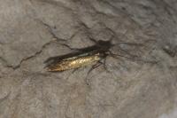 Coleophora alcyonipennella