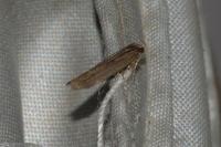 Aroga velocella
