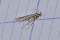 Aspilapteryx tringipennella