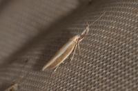 Pleurota aristella