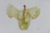 Aspilapteryx tringipennella