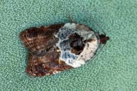 Acleris variegana