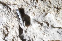 Ethmia bipunctella