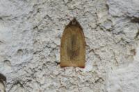 Cacoecimorpha pronubana