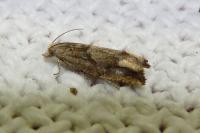 Eucosma conterminana