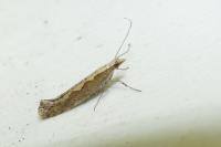 Plutella xylostella