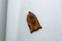 Archips podana