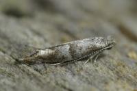 Cedestis subfasciella
