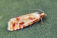 Rhyacionia buoliana