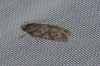Gelechia muscosella