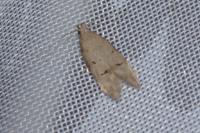 Teleiodes vulgella