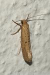 Myrmecozela ataxella