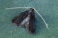 Homaloxestis briantiella