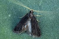Homaloxestis briantiella
