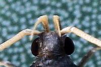 Homaloxestis briantiella