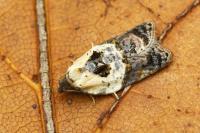Acleris variegana