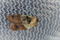 Acleris variegana