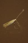 Aspilapteryx tringipennella