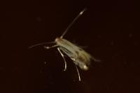 Phyllocnistis