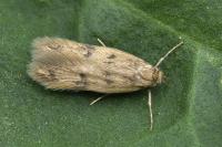 Borkhausenia nefrax