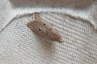 Acompsia